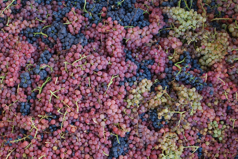 Field blend of grapes from Alegría Vineyards.