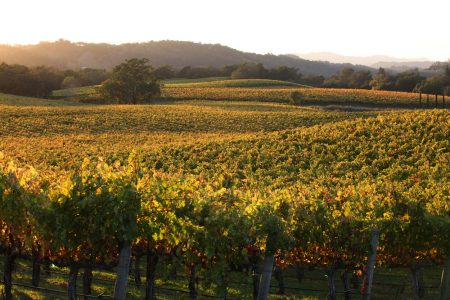 Fall vineyard image along the Wine Road