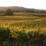 Fall vineyard image along the Wine Road