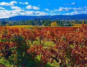 Pristine autumn day along the wine road by Jolene Patterson