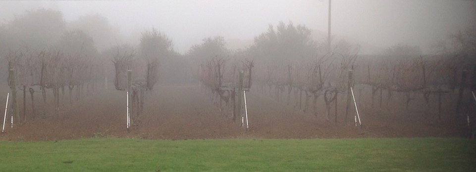 Foggy blankets the vineyard