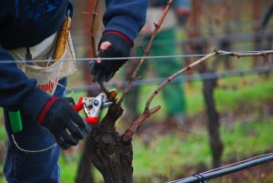 Close up image of pruning grape vines