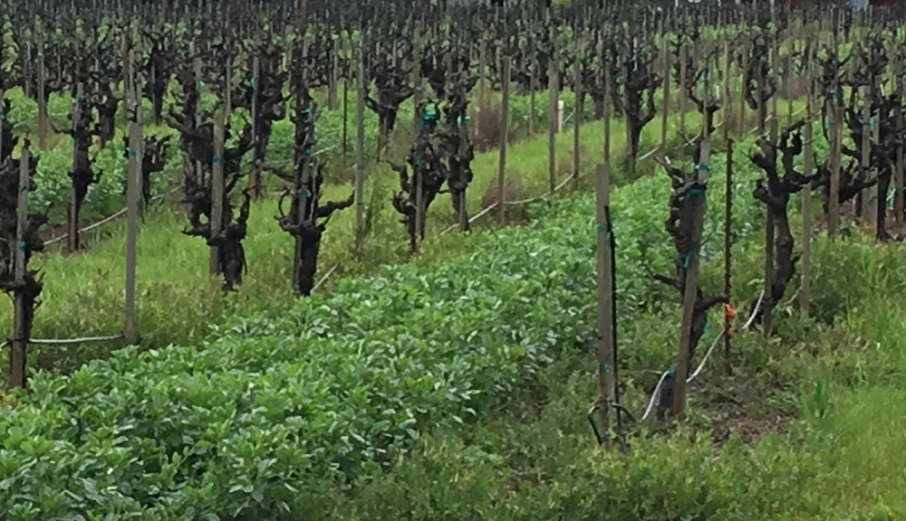 Foppiano Vineyards uses fava beans as the cover crop for the vineyard surrounding their tasting room in the Russian River Valley.
