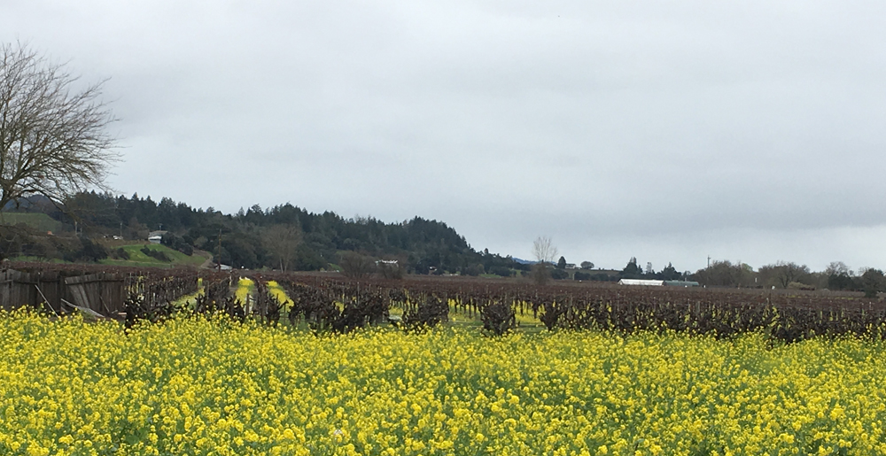 Mustard covers the vineyards and surrounding field in Dry Creek Valley.