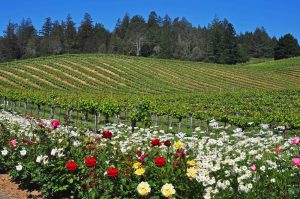 Summer vineyard vista along Sonoma County's Wine Road