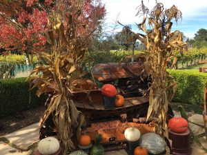 Old tractor with fall gourds and dried corn stalks at Dutton Estate Winery