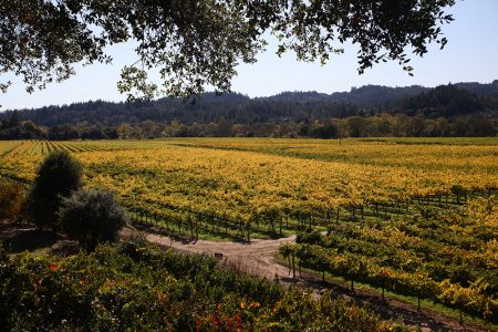 Russian River Valley fall vineyard photo, Sonoma County, CA