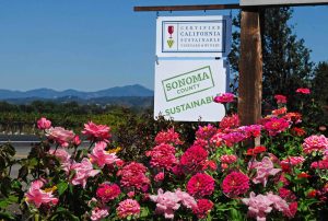 Sonoma County Vineyard with sustainable signs and summer flowers.