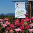 Sonoma County Vineyard with sustainable signs and summer flowers.