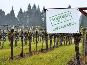Sonoma County Sustainable sign in a vineyard.