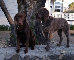 Cocoa, the chocolate lab, and Cali, the other dog in the photo, are the unofficial greeters at Alexander Valley Vineyards.