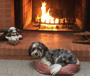 Winery dog Hattie enjoys being curled up in front of the Alexander Valley Vineyards tasting room fireplace on the cold winter days.