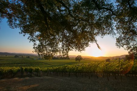 Photo of the sun setting in the distance and a sweeping landscape of vineyards
