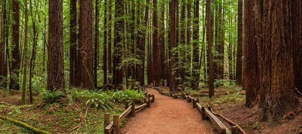 Tree lined path through the soaring redwoods in Armstrong Woods
