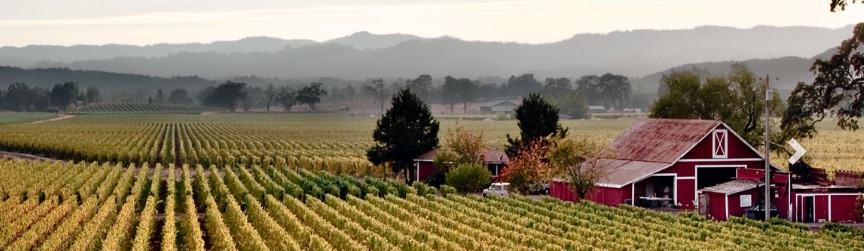 A red barn surrounded by vineyards with fog shrouded trees and hills in the background.
