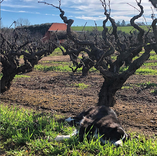 Old Zinfandel vines in winter with a black and white dog laying at the foot of a vine