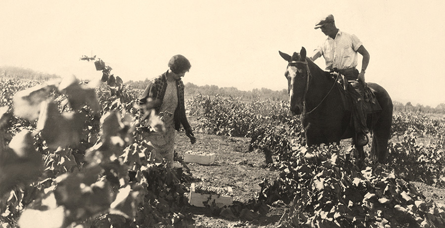 Historical vineyard photo from Rochioli with man on a horse and woman picking grapes