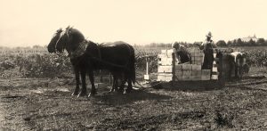 Historical image from Rochioli's early vineyard harvest with a horse drawn cart of grape bins