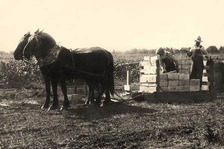 Historical image from Rochioli's early vineyard harvest with a horse drawn cart of grape bins