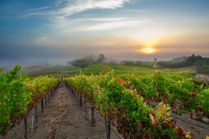 Rochioli vineyard looking west into a fog-laced sunset.