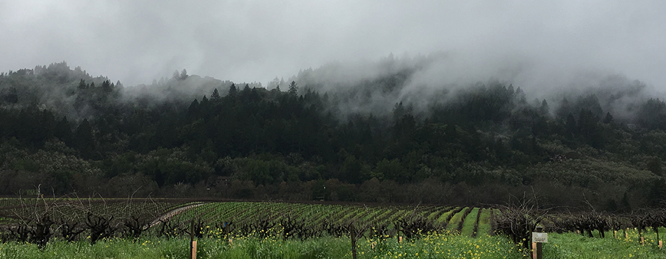Wintry day scene of a unpruned vineyard with green growing between the rows, mustard blooming in the foreground and fog hanging on the hills in the distance.