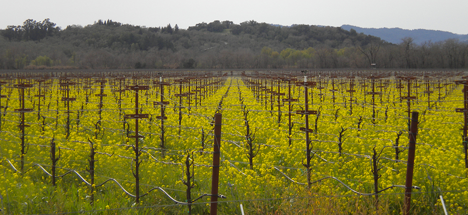 Mustard covered vineyard in early March, with dormant vines on metal stakes. Tree covered hills are in the background.