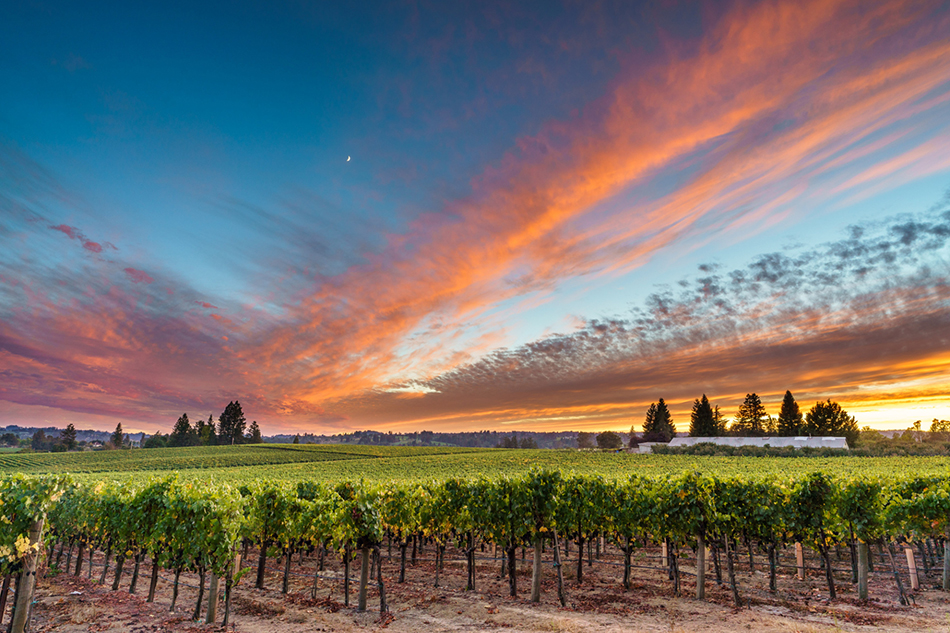 Sunset with pink and orange color over a vineyard in summer.