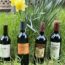 four Sangiovese bottles in the green grass with yellow daffodils in the background