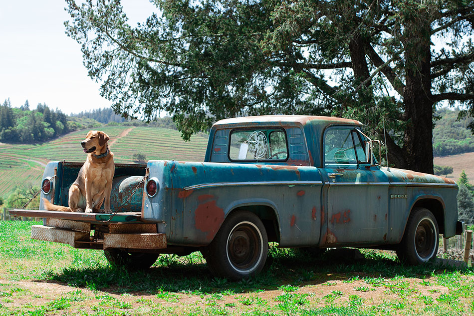 Dog sitting on the downed tailgate of an old blue Dodge pickup. Large pine tree near the truck and vineyards on a hillside in the background.