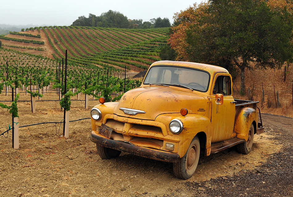 Old yellow Chevy pickup sitting at the edge of a vineyard in springtime.