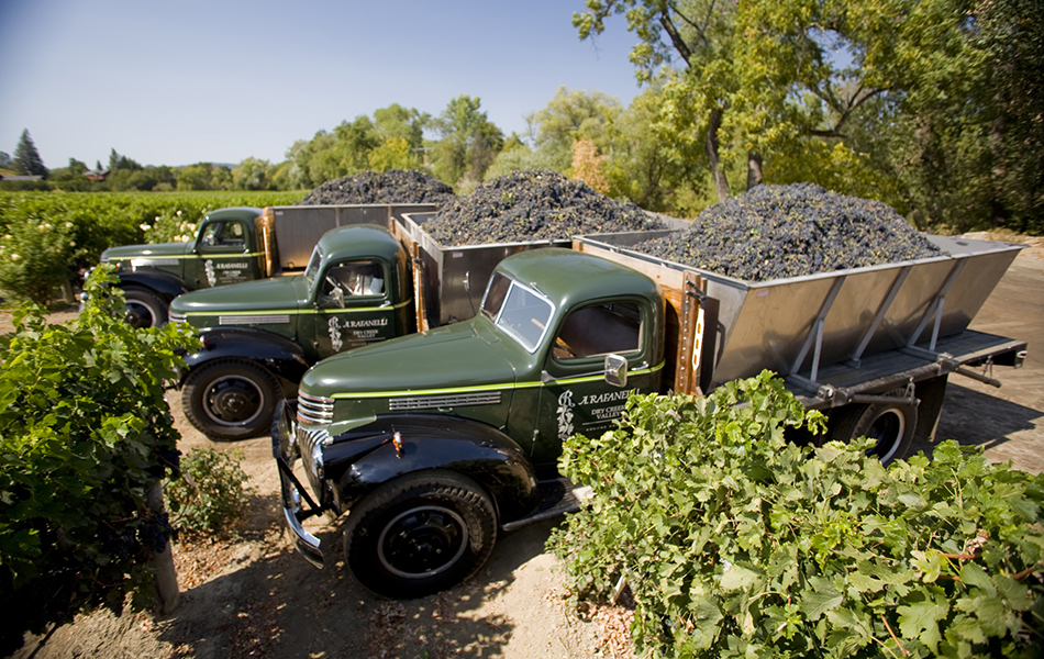 Three old olive green trucks loaded with freshly picked grapes. Trucks are sitting in a vineyard.