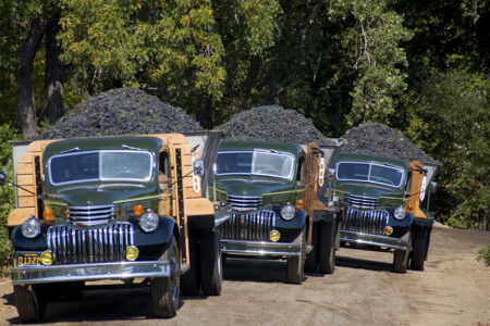 Three 1946 Chevy trucks loaded with grapes bins