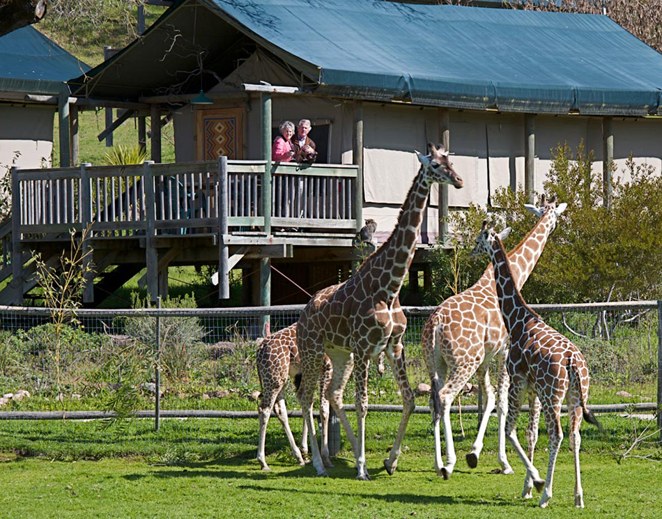 A man and woman stand on a raised deck that is attached to a large tented structure. They are looking at four giraffes that are in the foreground.
