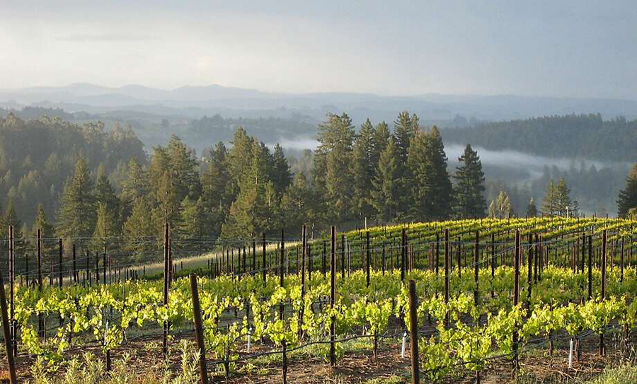 Vineyard on rolling hills with new spring growth on the vines. Pine trees line the background as do fog and mountains.